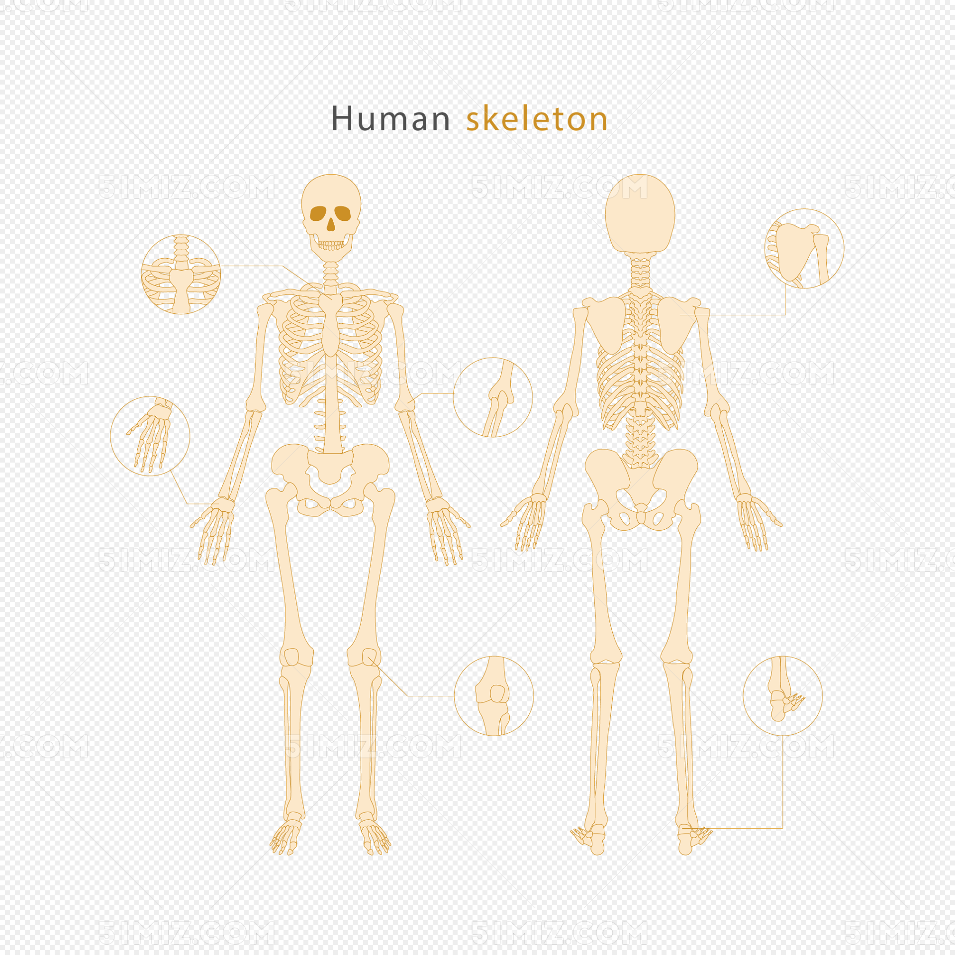 矢量人体骨骼图片素材免费下载 - 觅知网