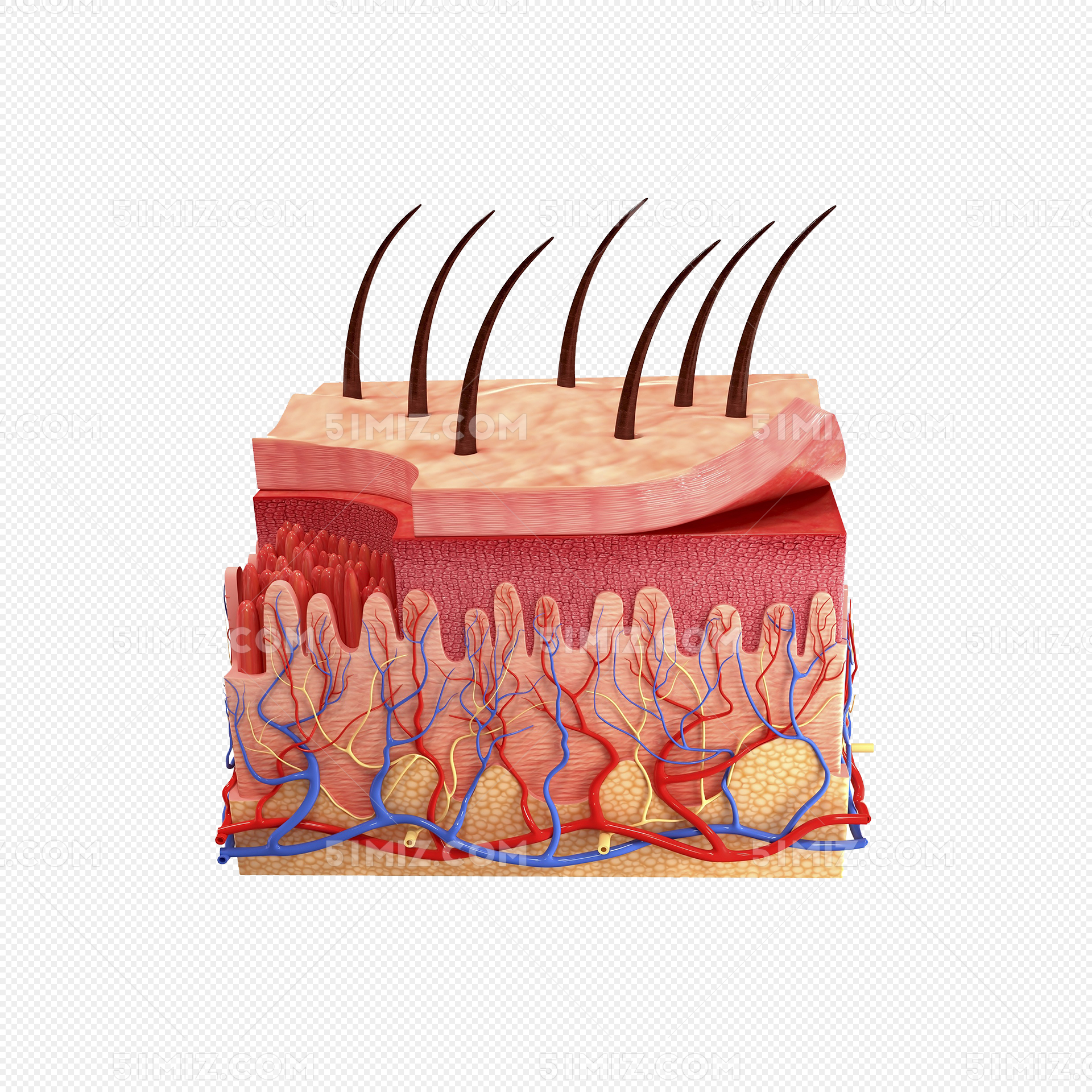 图7-18 前臂后面的肌肉、血管和神经(二)-临床解剖学-医学