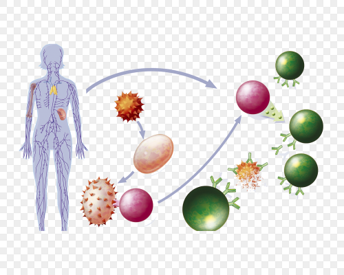 人体免疫系统简笔画图片