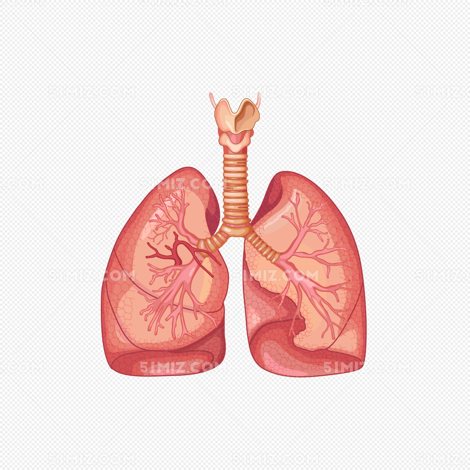 呼吸运动和肺通气_word文档在线阅读与下载_免费文档