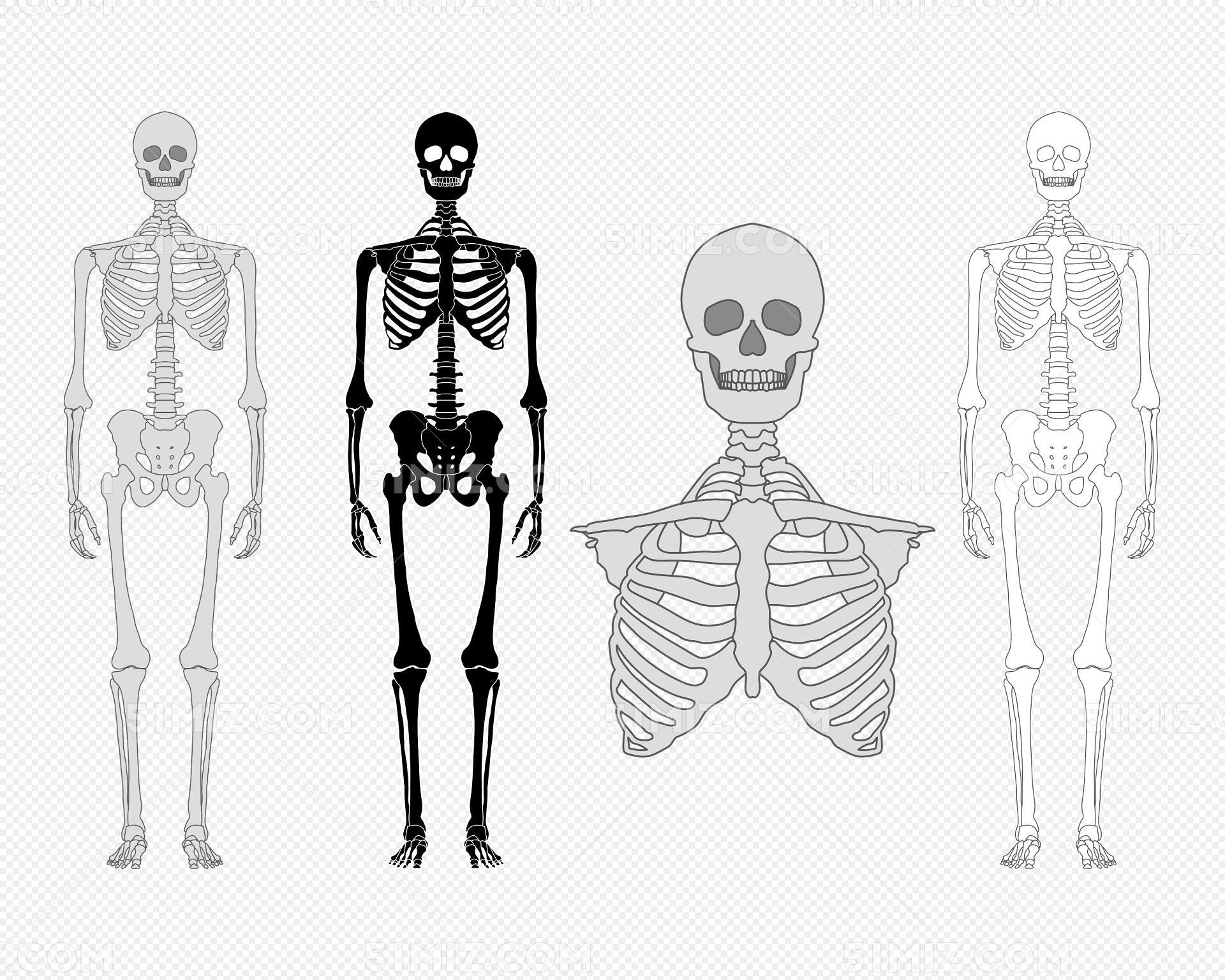 人体骨骼图片素材免费下载 - 觅知网