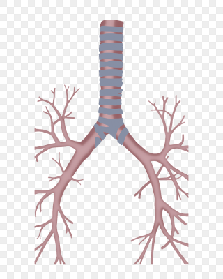 支气管树图片图片