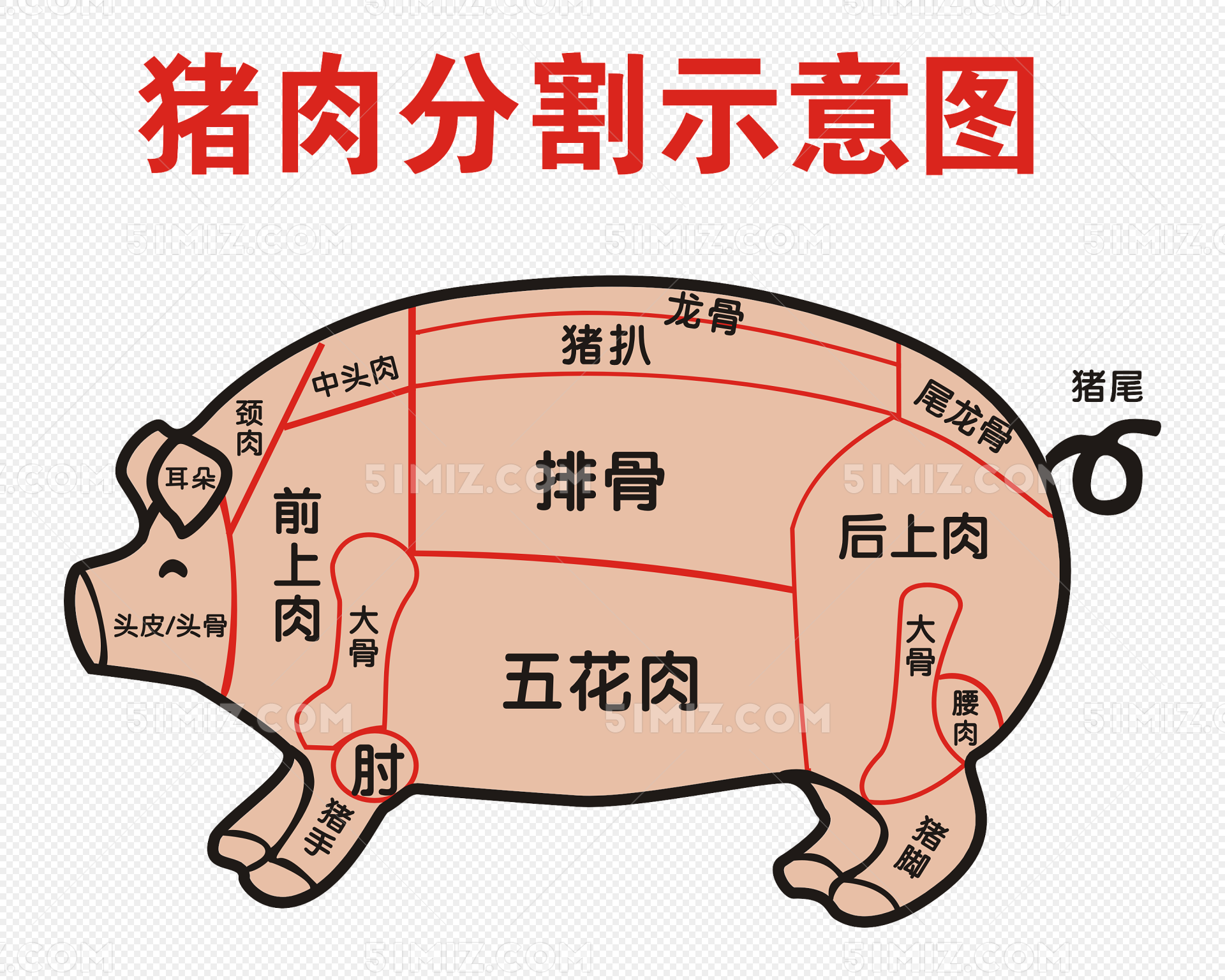 生猪 结构 图 - 猪综合讨论区 鸡病专业网论坛