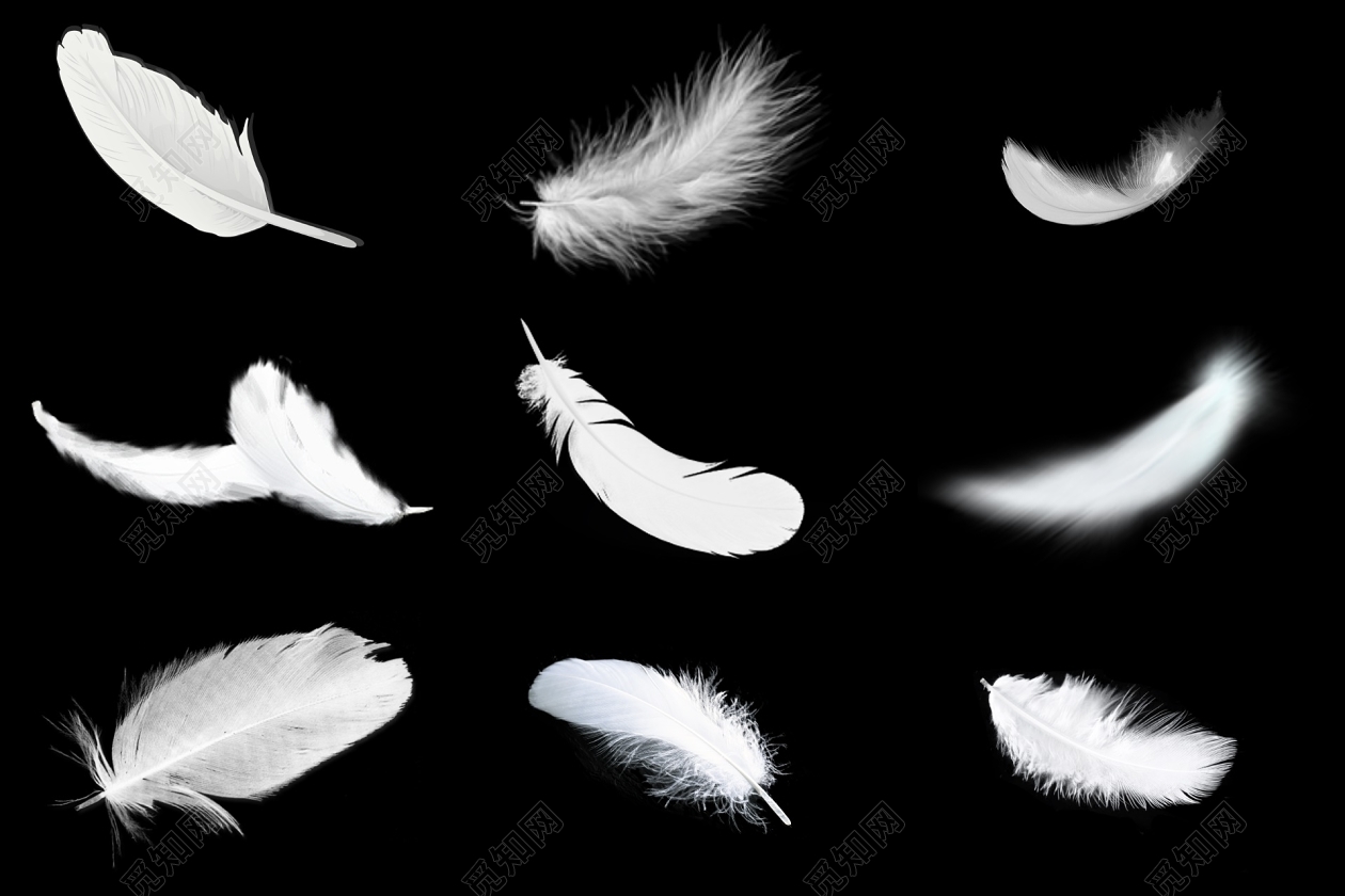 白羽毛素材-白羽毛图片-白羽毛素材图片下载-觅知网