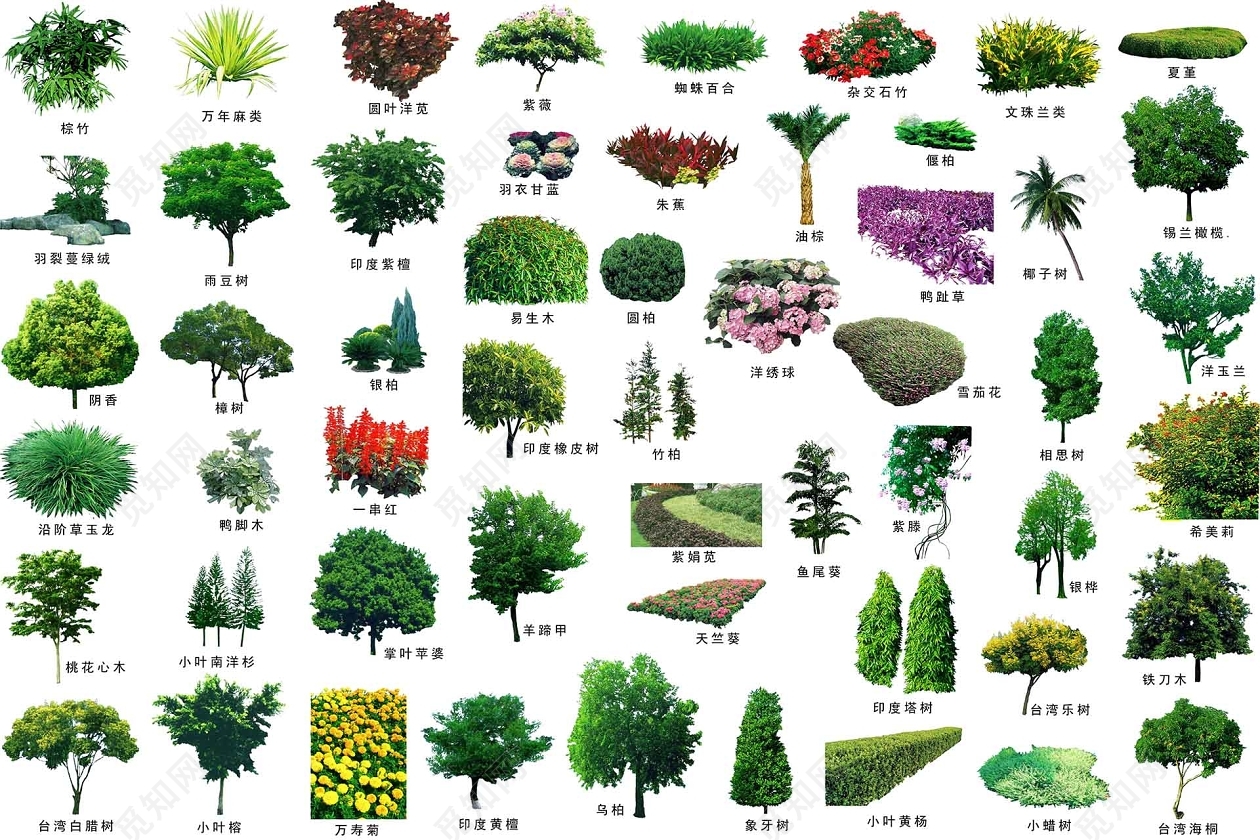 常用绿化树木图片集1的图片浏览,配景素材,园林植物,园林建筑装饰设计素材_定鼎素材