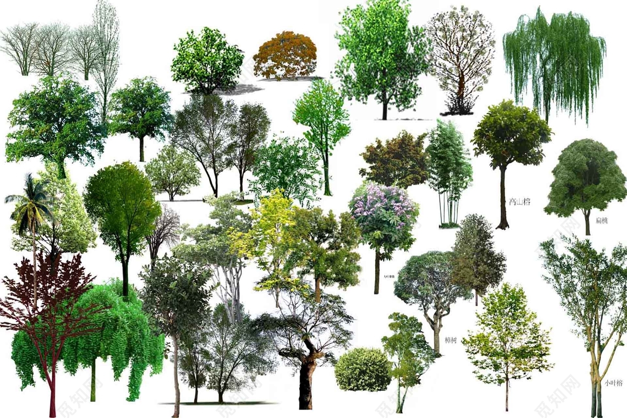 植物，树木，自然风光 讯飞图酷-正版图片素材库-让内容更有价值