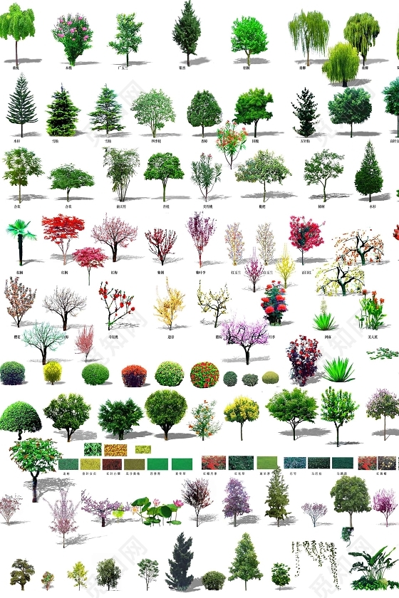 植物平面乔木灌木立面园林景观设计植物图片素材免费下载 觅知网