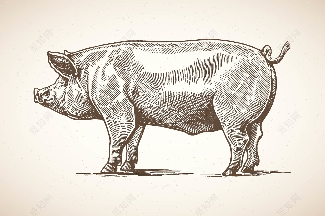 猪猪|插画|商业插画|helear - 原创作品 - 站酷 (ZCOOL)