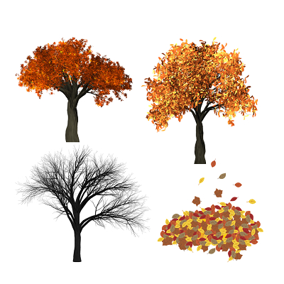 落叶树四季变化图片图片