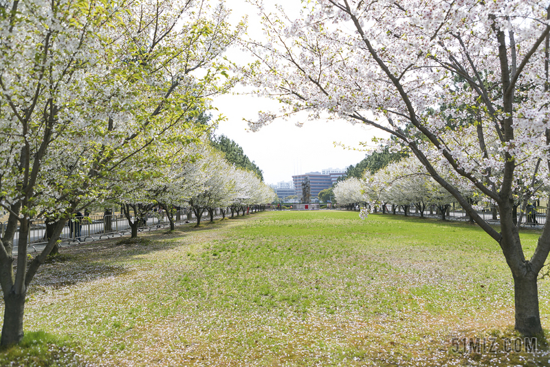 校園風光背景