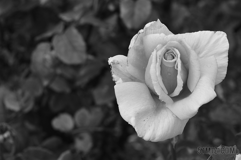 凋零的花朵 黑白图片