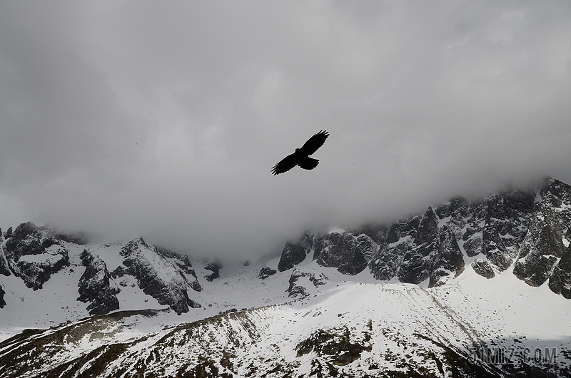 雪山上的鹰图片图片