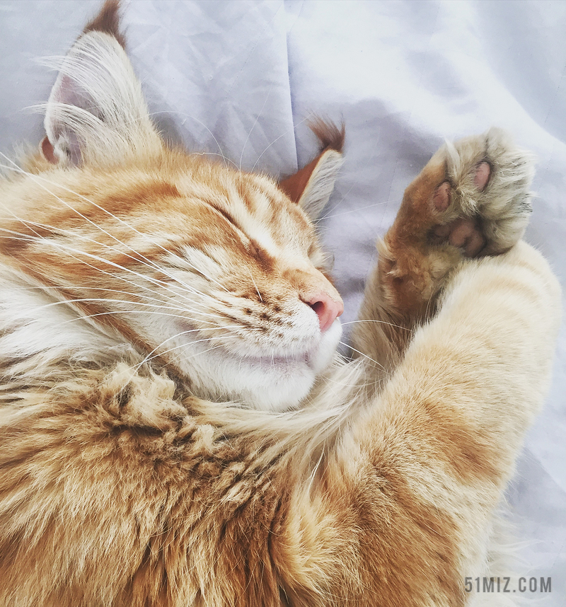 唯美瞌睡的橘猫背景图片免费下载 觅知网