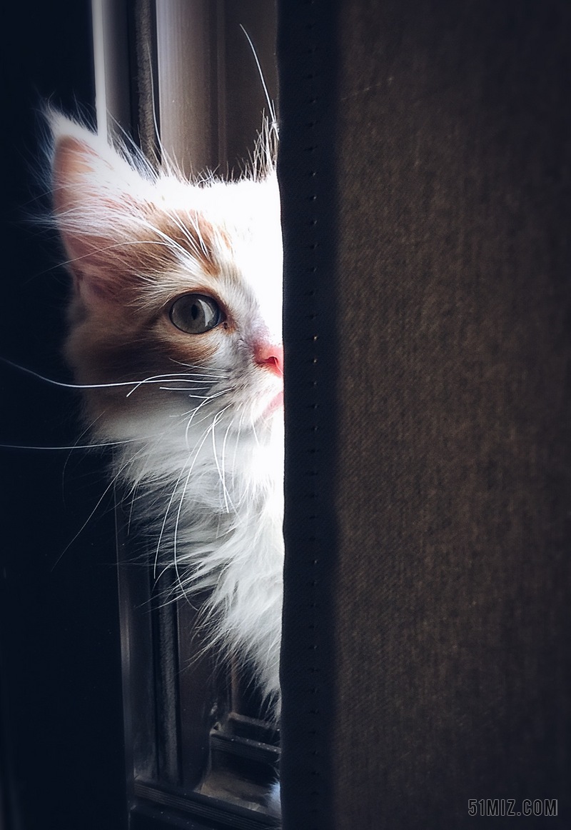 摄影唯美单眼凝视的猫背景图片