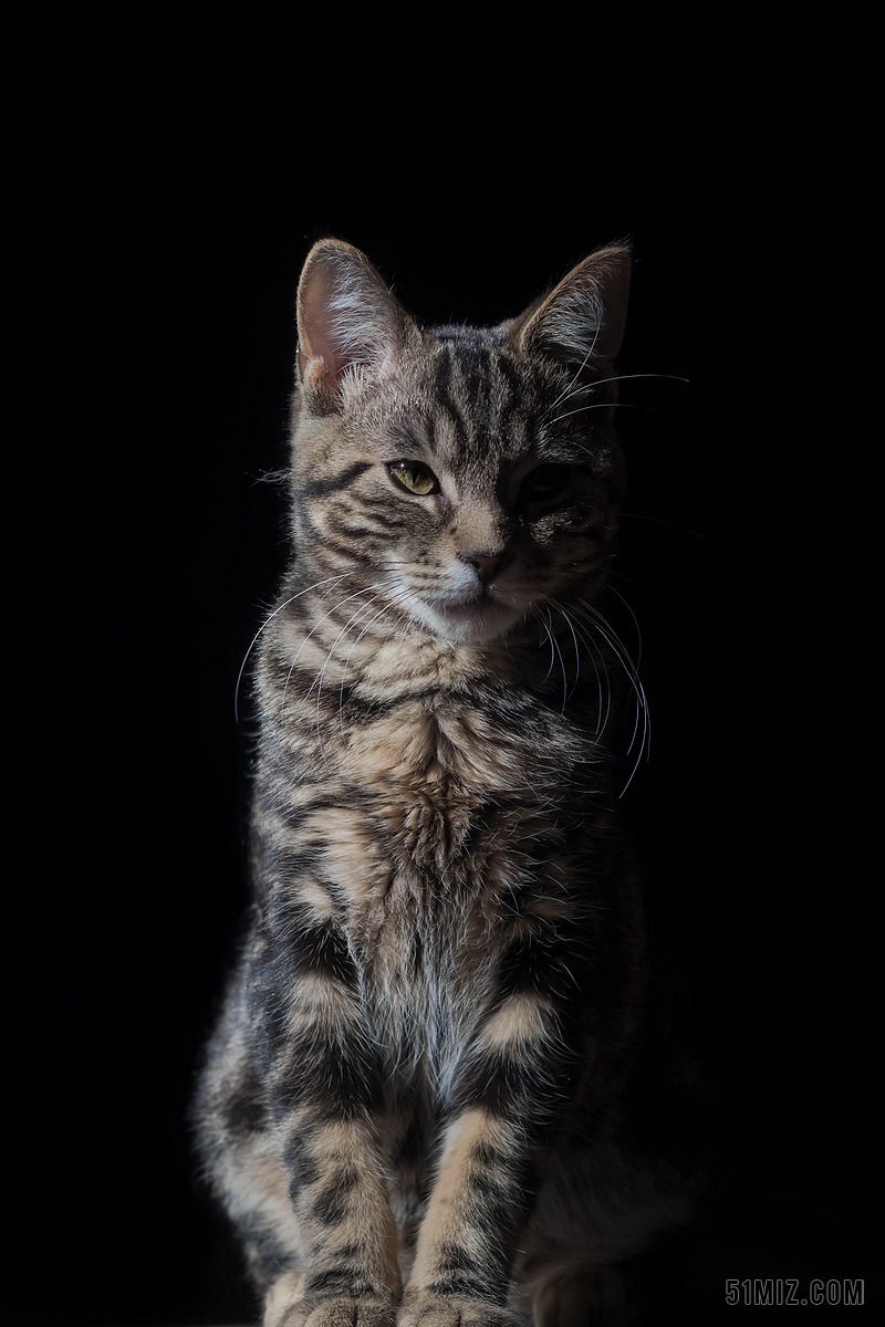 摄影复古黑色猫背景图片免费下载 觅知网