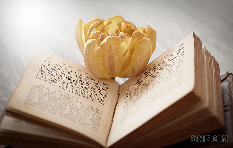 黄色书籍文艺摊开的书本和鲜花植物阅读背景图片