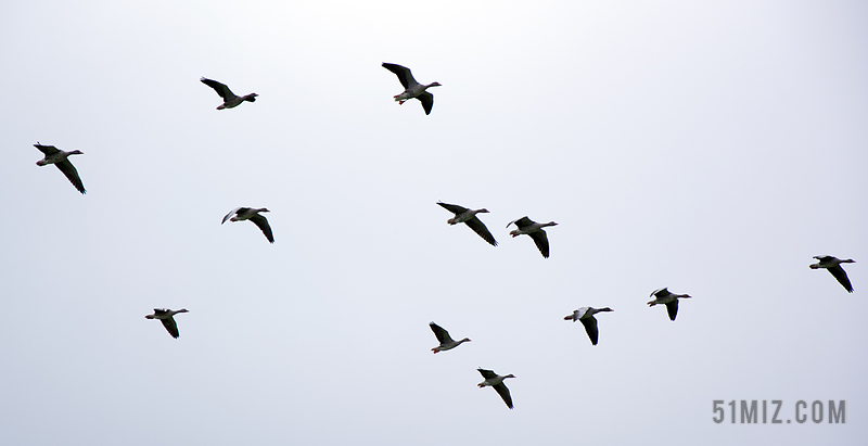 动物天空中飞翔的大雁背景图片
