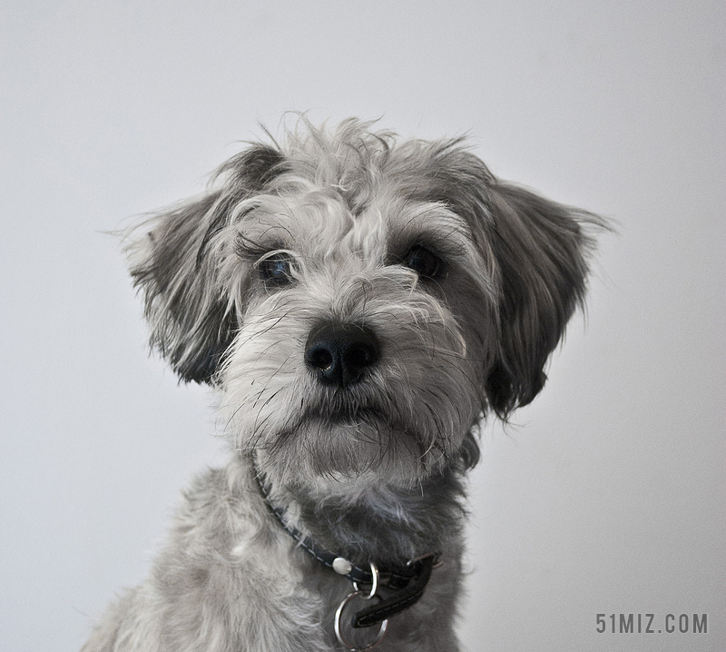 名贵宠物灰色可爱雪纳瑞犬背景图片