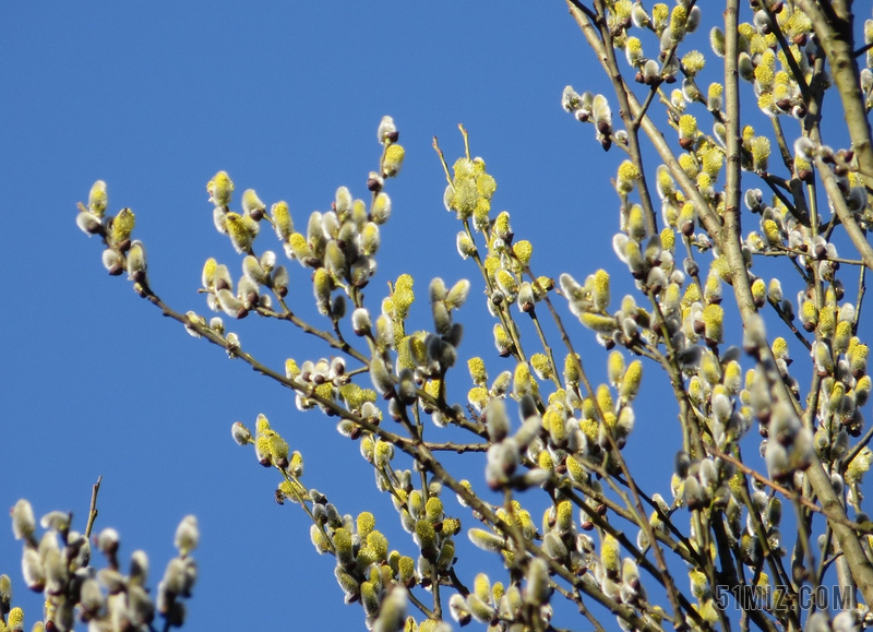 树枝春猫柳新鲜夏天花的自然增长开花季节图片免费下载 觅知网
