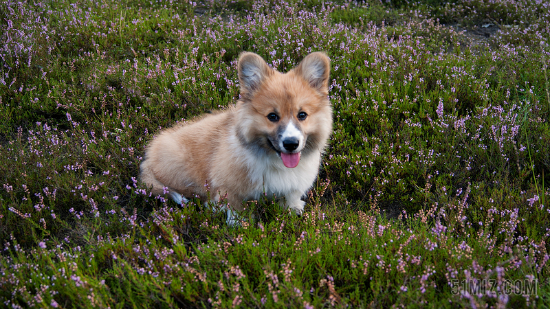 矮脚牧羊犬图片