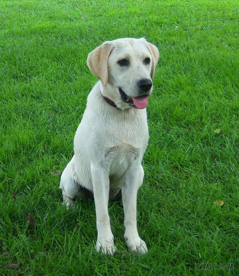 拉布拉多 狗 家庭 宠物 白 纯 品种 谱系
