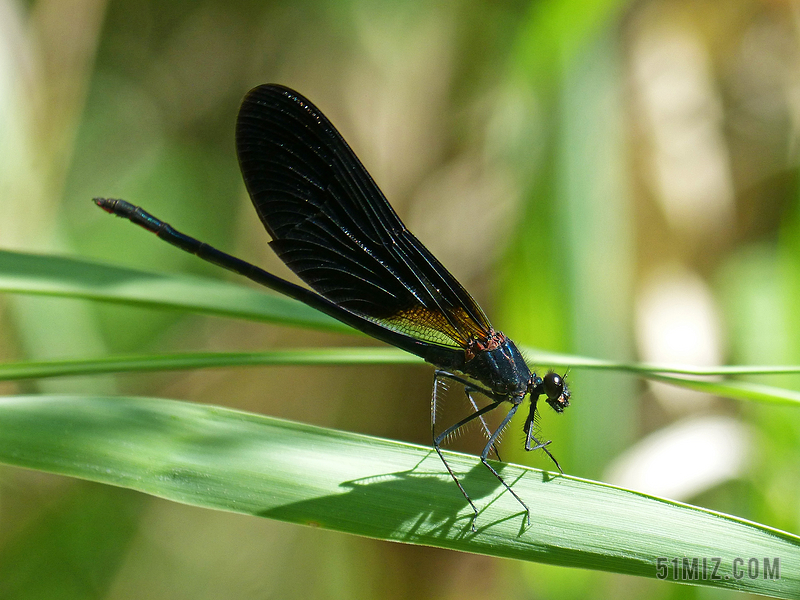 libella 黑蜻蜓