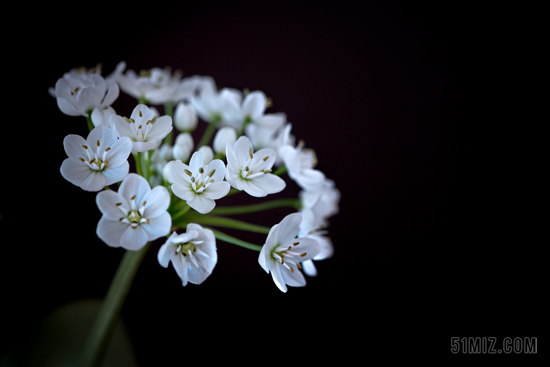 黑白自然植物清新白花背景图片免费下载 觅知网