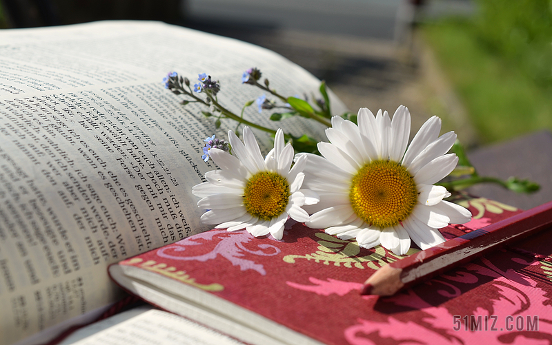 彩色书籍清新摊开书本上的鲜花和笔记阅读学习植物背景图片