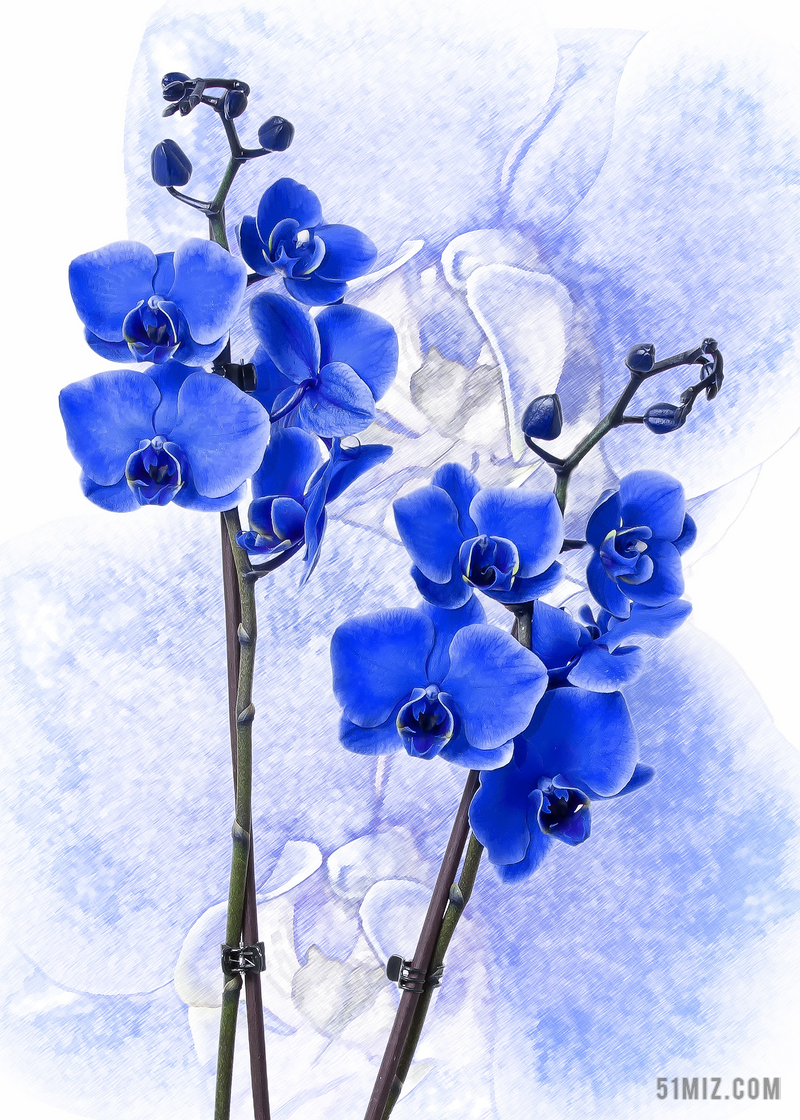 蝴蝶兰 兰花 色蓝 花 热带 厂 开花 盛开 蓝色 植物群