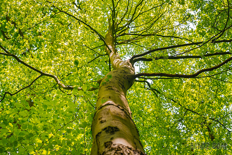 棵树的树冠 春 绿色 自然 户外 公园 枝杈 夏天 木材