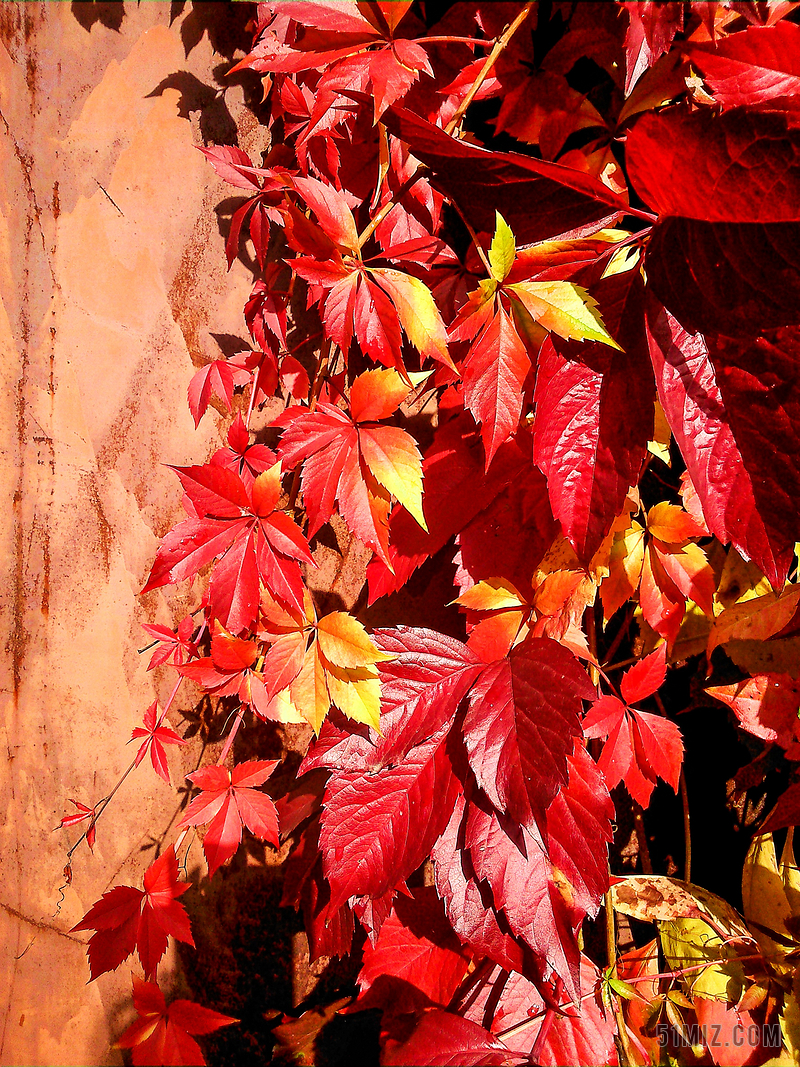 爬山虎 叶子 红叶 秋天叶 金色的秋天 性质 生活的本质 秋季