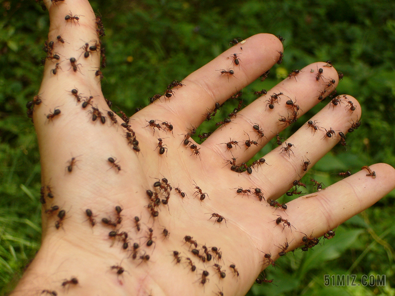 蚂蚁 木蚂蚁 手 风险 厌恶 鬼 令人毛骨悚然 恐惧 恐慌