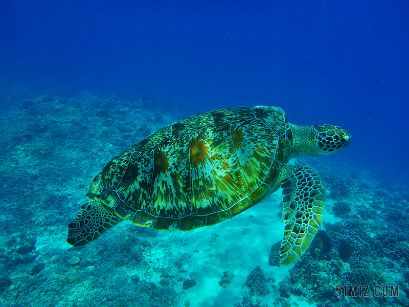 海中生物圖片