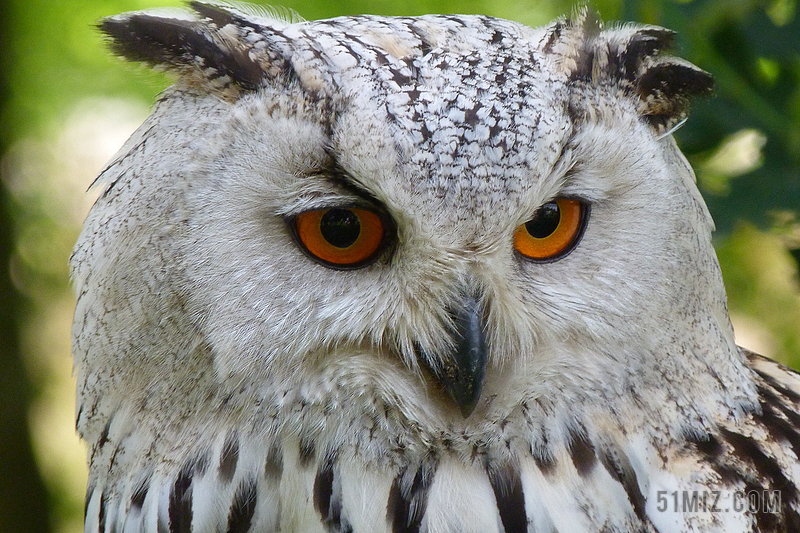 貓頭鷹 鳥 動物 雕鴞 歐亞鷹歐洲貓頭鷹 夜間活動