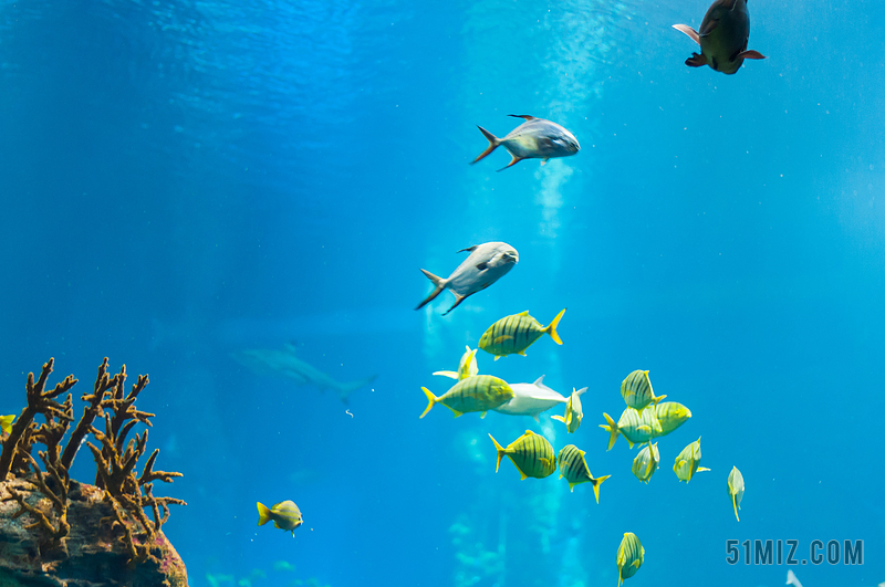 射线 鱼水 海洋 海 自然 蓝色 背景 水族馆 动物园