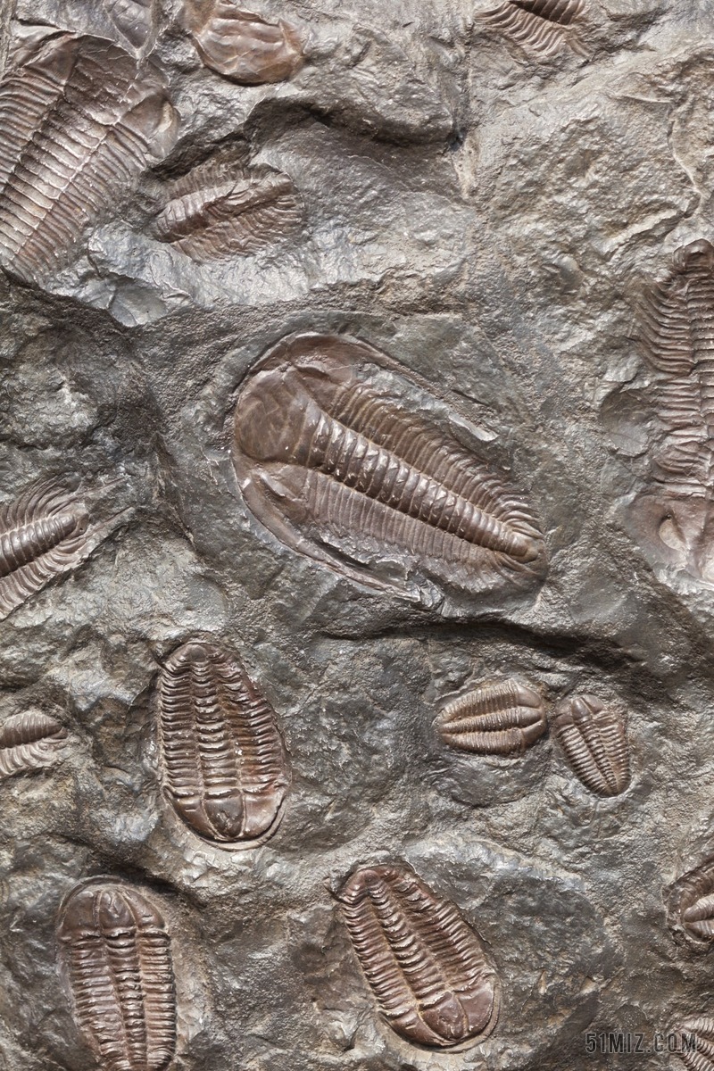 海洋生物化石图片大全图片