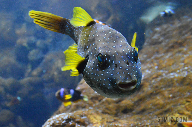 河豚魚圖片