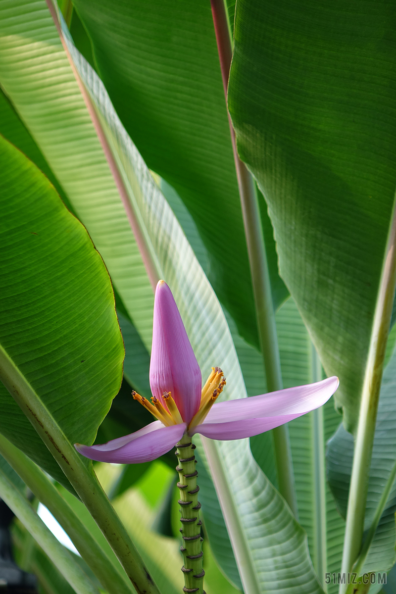 紫苞芭蕉 莲花蕉 芭蕉科 花 粉红 一枝