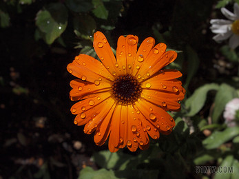 すべての美しい花の画像 Hd限定花1輪