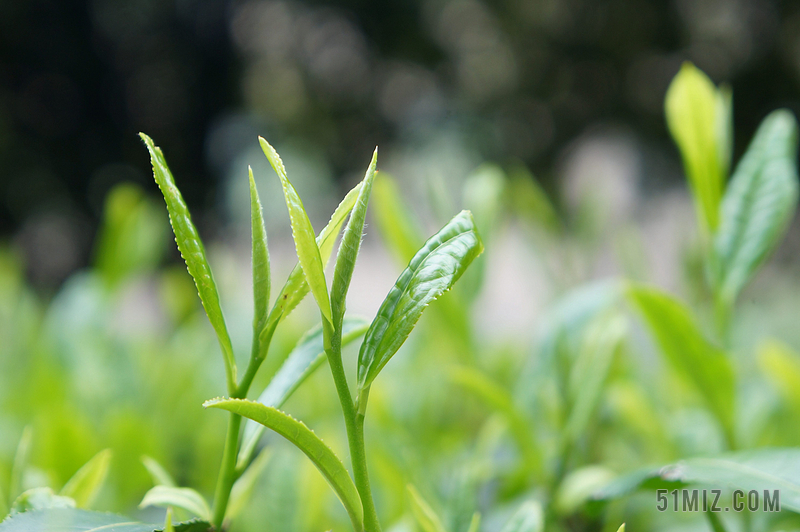 茶葉茶芽茶園春茶茶文化圖片