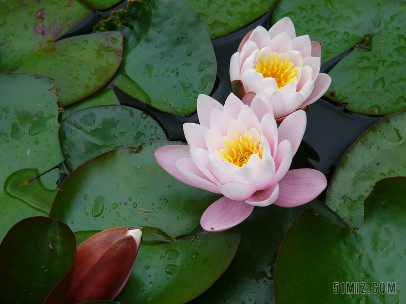 すべての花の画像 75 水生植物花