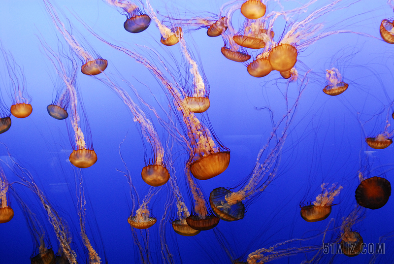 海蜇水族馆鱼海洋海果冻蒙特雷水动物蓝色图片免费下载 觅知网