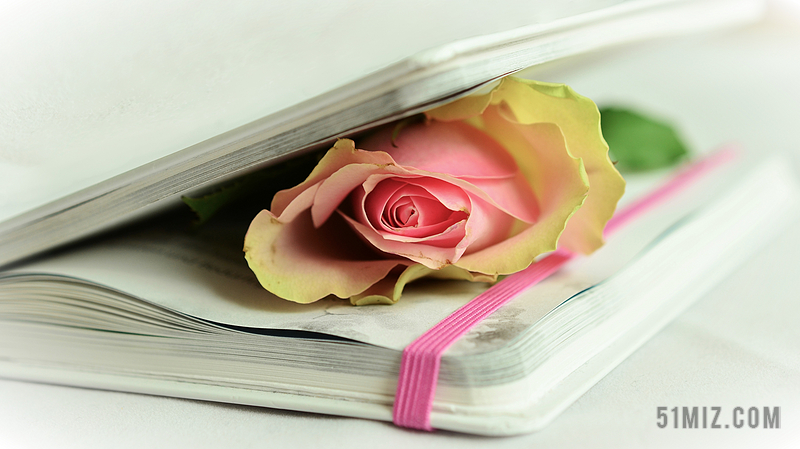 书中有朵玫瑰花的图片图片