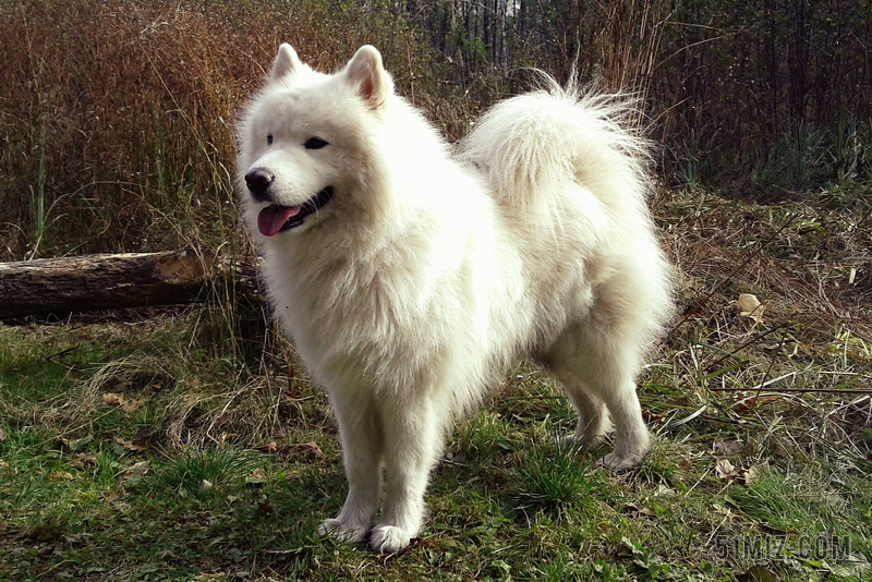 户外白色长毛大型宠物犬狗背景图片