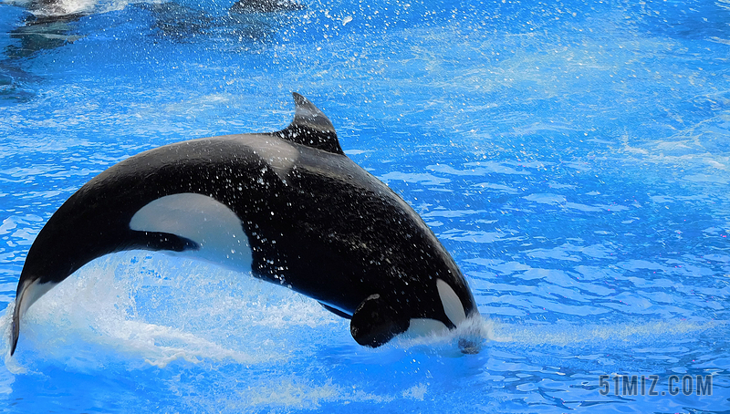 逆戟鲸 虎鲸 显示 逆戟鲸跳跃 启动画面 野生 动物