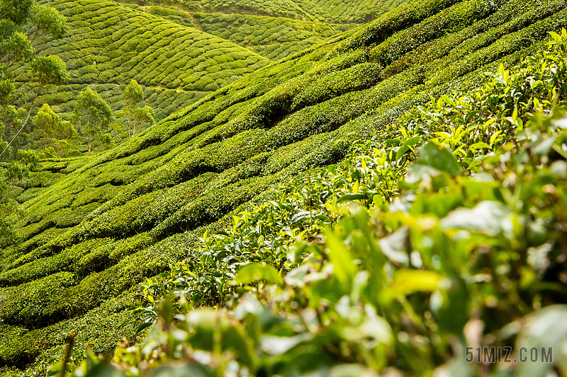 茶叶 茶 人工林 丘陵 景观 茶园 红茶 绿色 种植园图片免费下载 觅知网