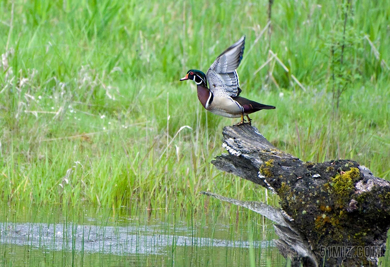 南方湿地常见鸟类图片