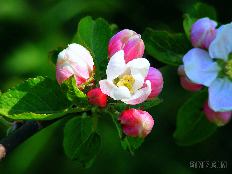 蘋果樹開花圖片