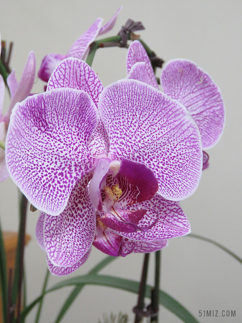 すべての花の画像 トップ100紫植物 すべての花の画像 トップ100紫植物