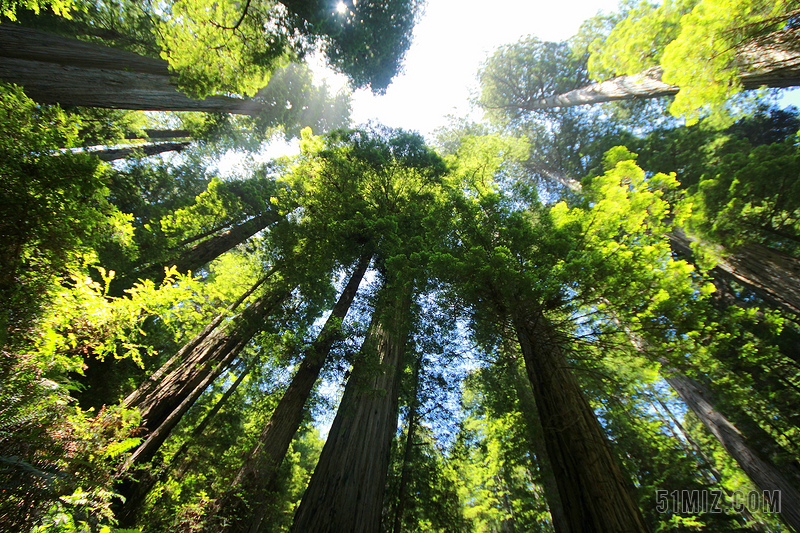 红杉 森林 红木 巨型红木 猛犸象树 红木树 大树 自然